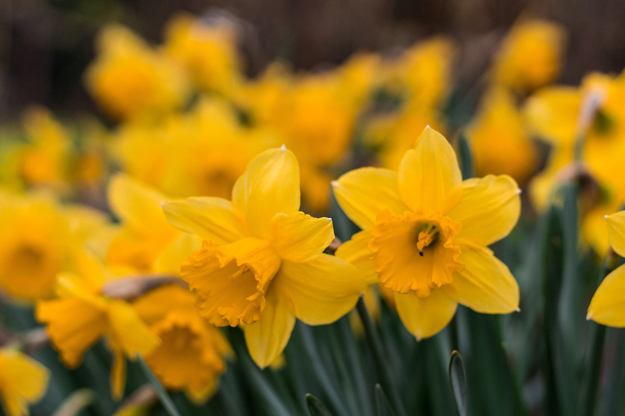 Foto van bloemen