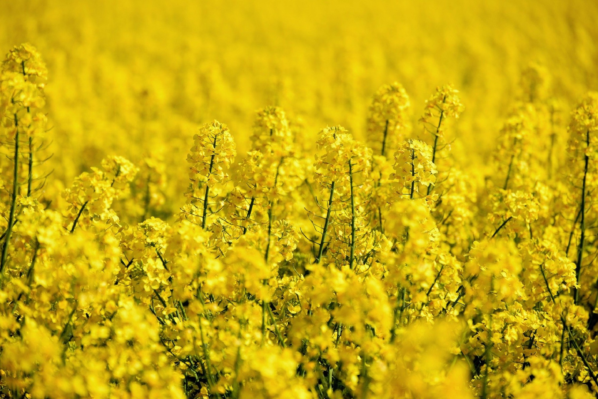 Picture of flowers